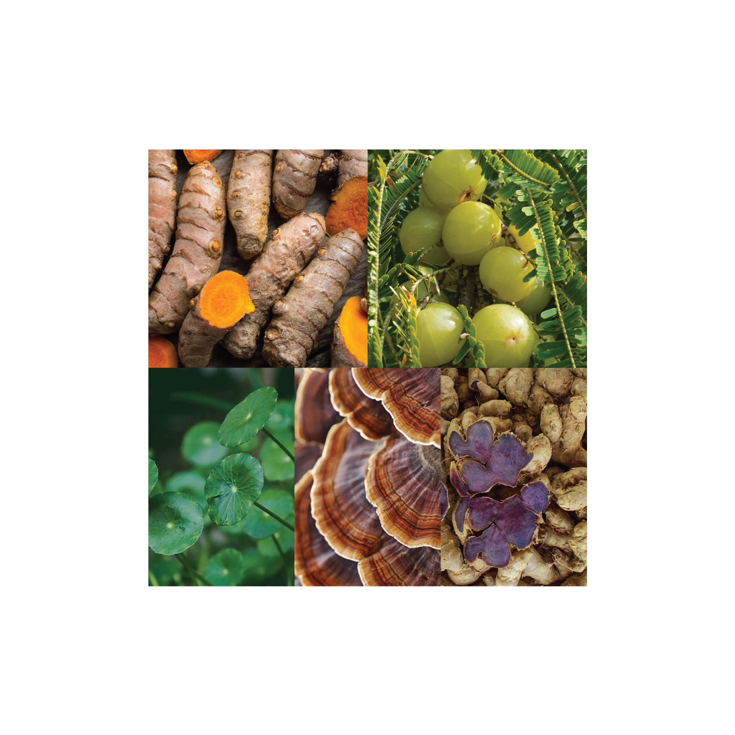 5 สมุนไพรไทย “ชะลอวัย” มีงานวิจัยรองรับ พร้อมแนวทางต่อยอดเป็นผลิตภัณฑ์สุขภาพเชิงพาณิชย์