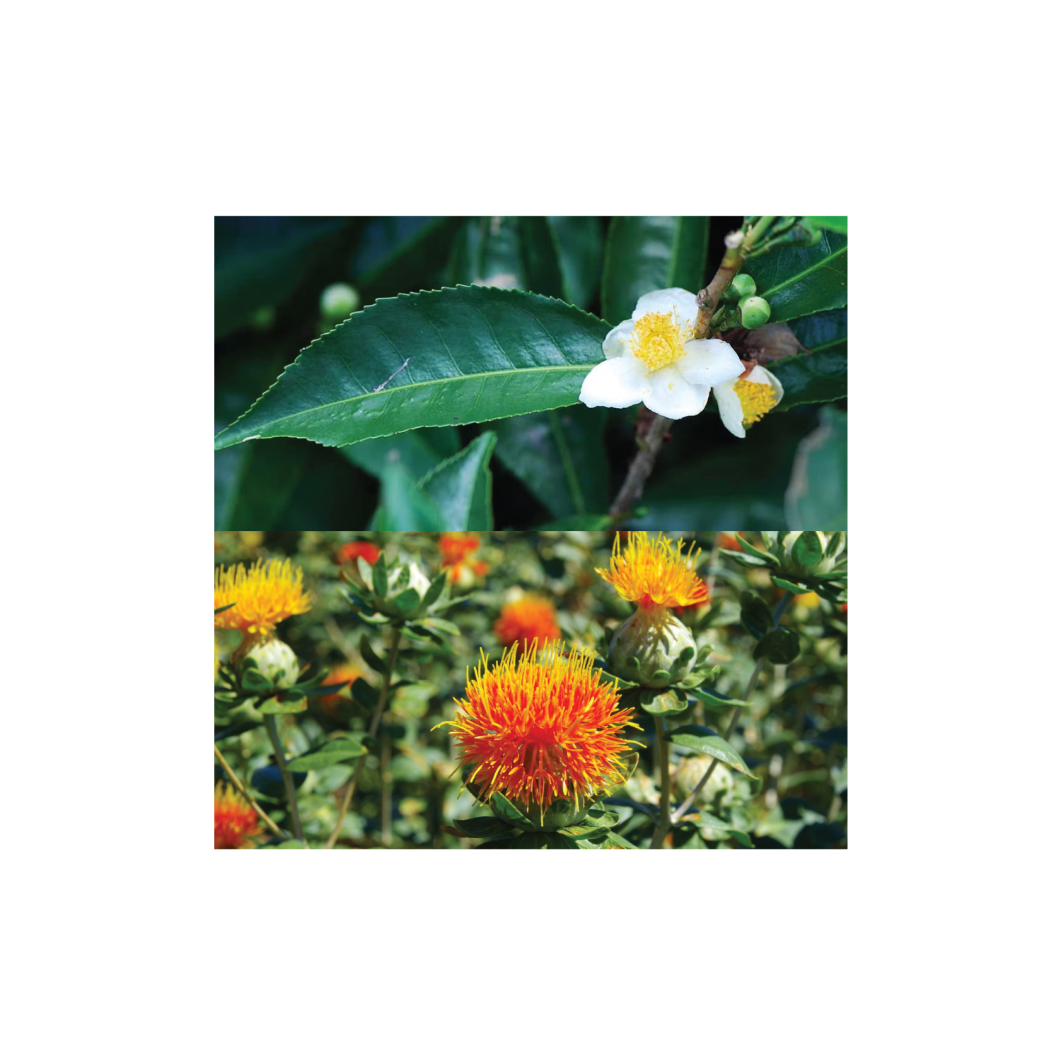 สารสกัดอาหารเสริมที่มีงานวิจัยช่วยเรื่องความเครียดและการนอนหลับ: ผลงานคนไทยที่ช่วยยกระดับสุขภาพจิต