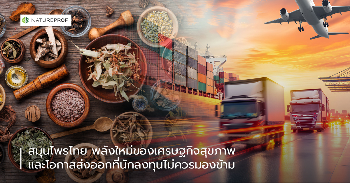 สมุนไพรไทย พลังใหม่ของเศรษฐกิจสุขภาพ และโอกาสส่งออกที่นักลงทุนไม่ควรมองข้าม